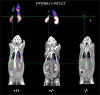 TSPO in vivo image mice