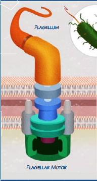 Flagella Motor Fig 1